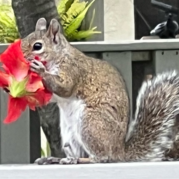 😊 I send offers Friday & Sunday.  Reduced shipping days!  Look for them! - Picture 1 of 4